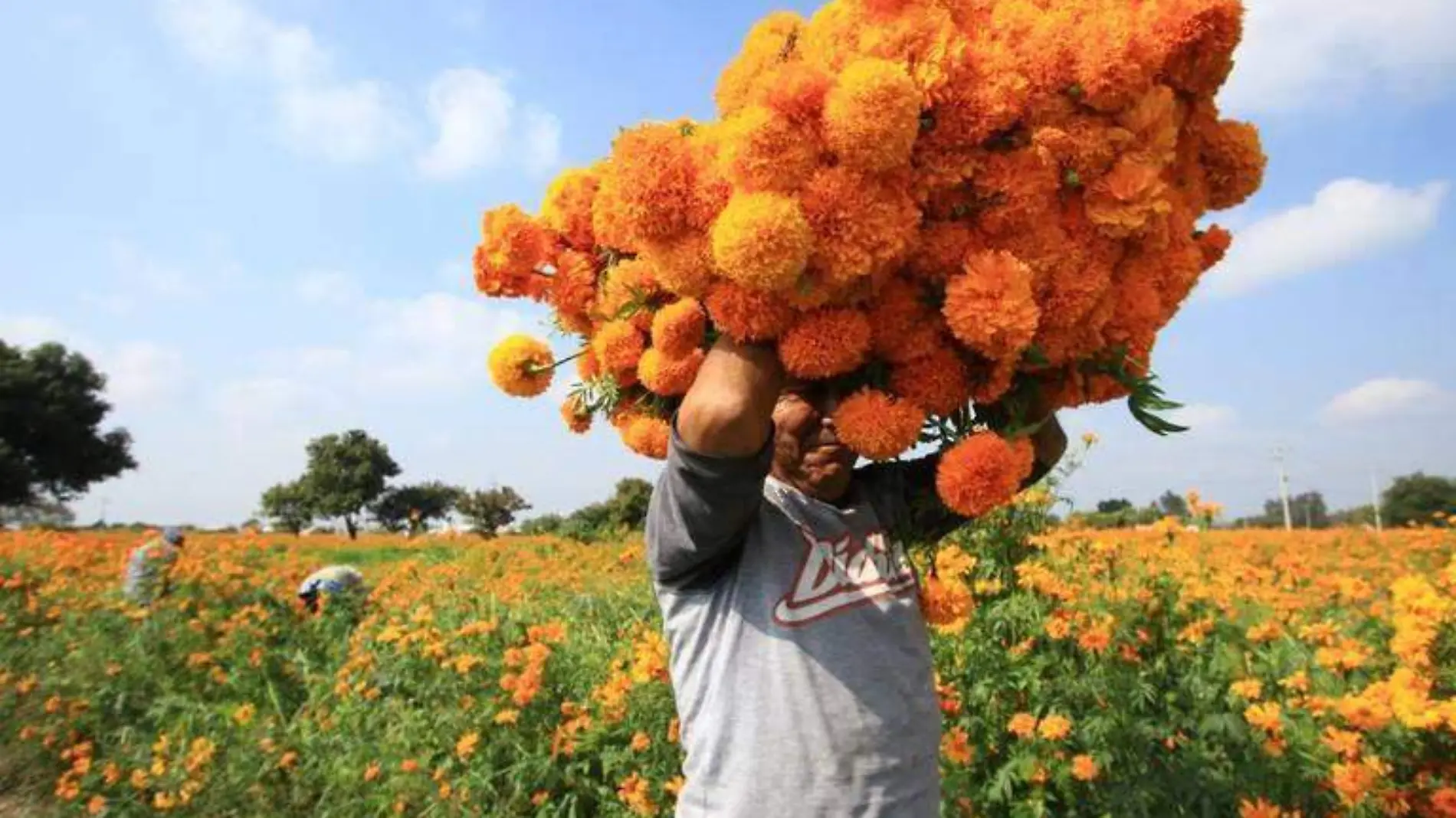 Precios de la flor de cempasúchil se verán afectados por las lluvias